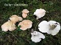 Albatrellus subrubescens-amf2151